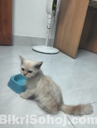 Persian Female Kitten